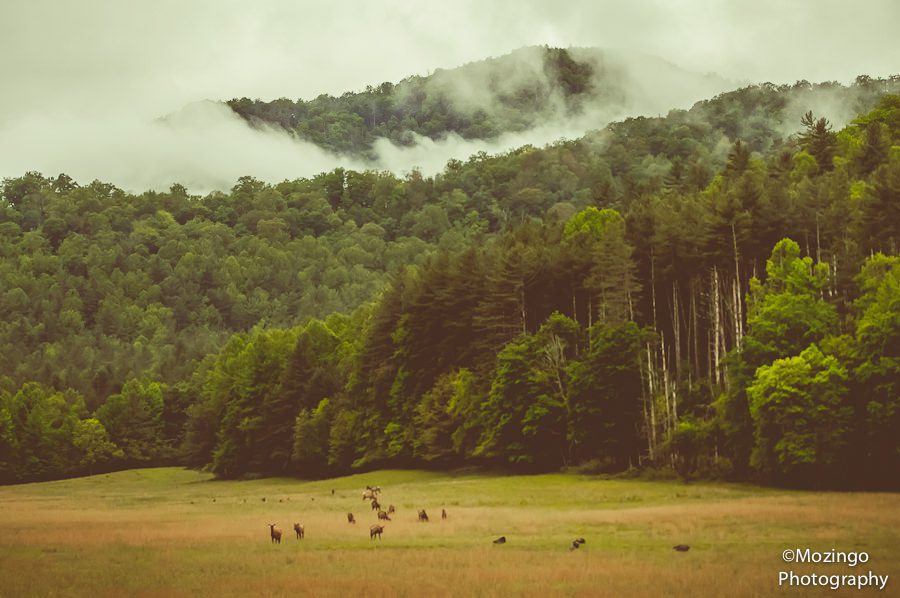 Asheville_Wedding_Photography-17